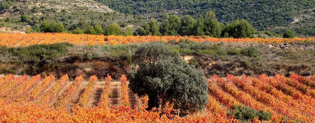 Actividades de tierra en Rioja